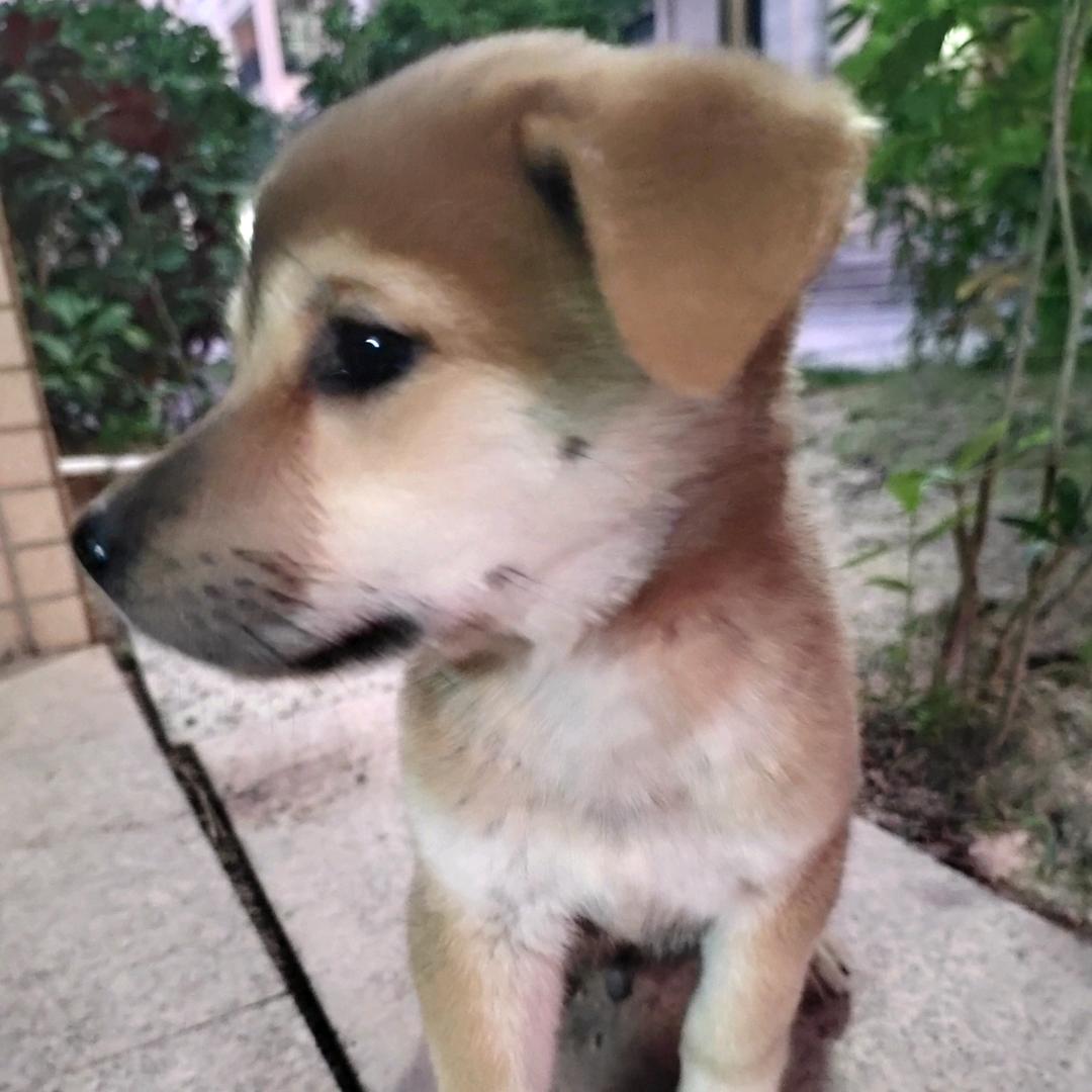 中华田园犬~叮当