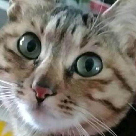 花花是只猫