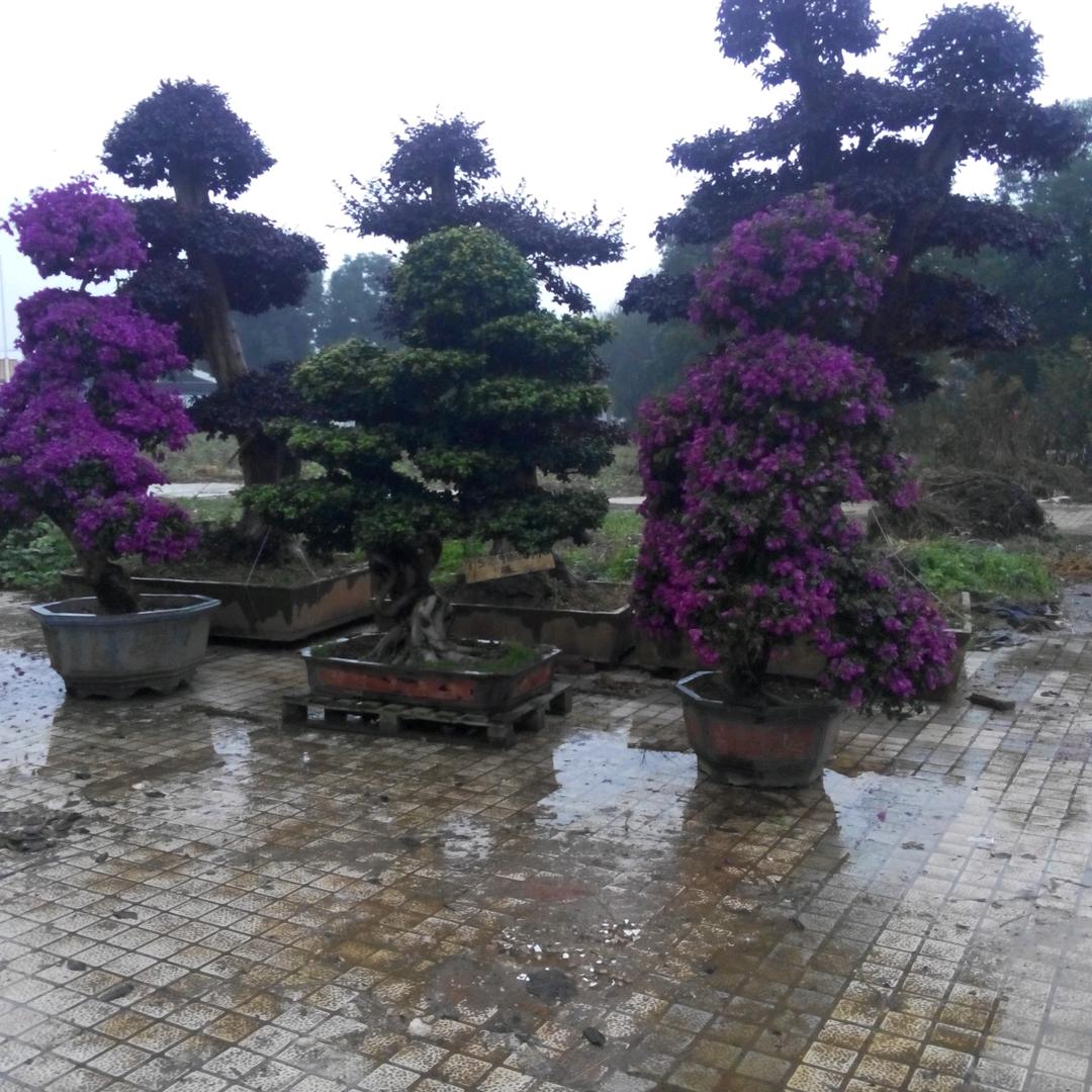 红梅傲寒枝