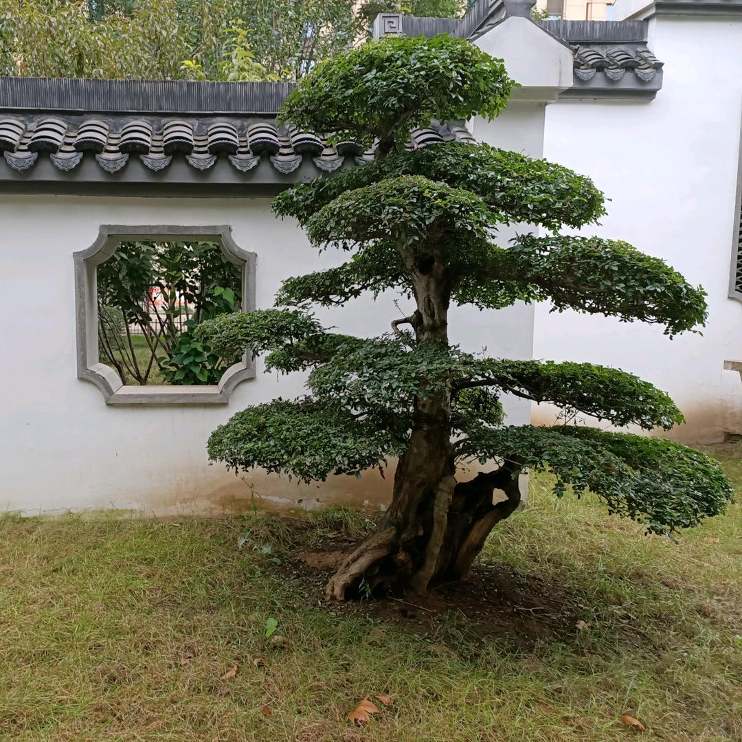 农村萌萌哥