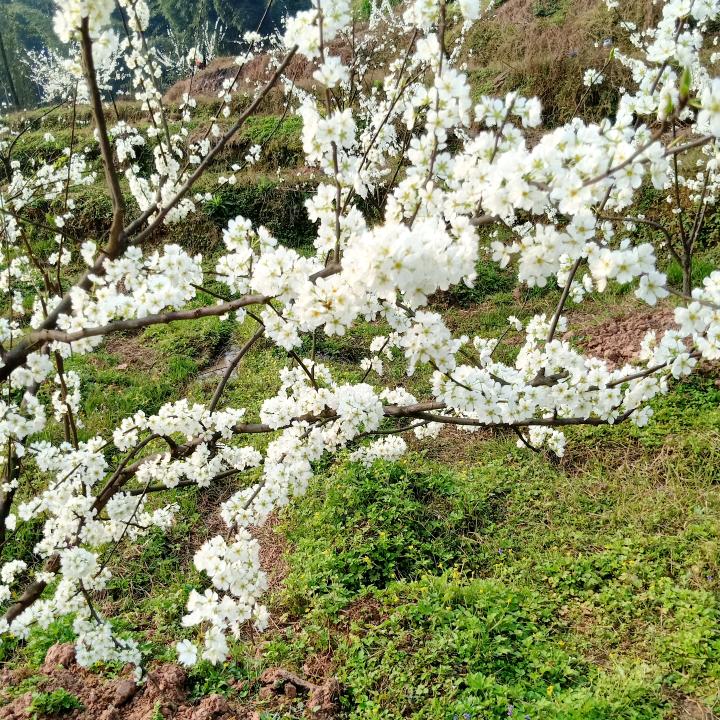 芸窗竹梦2