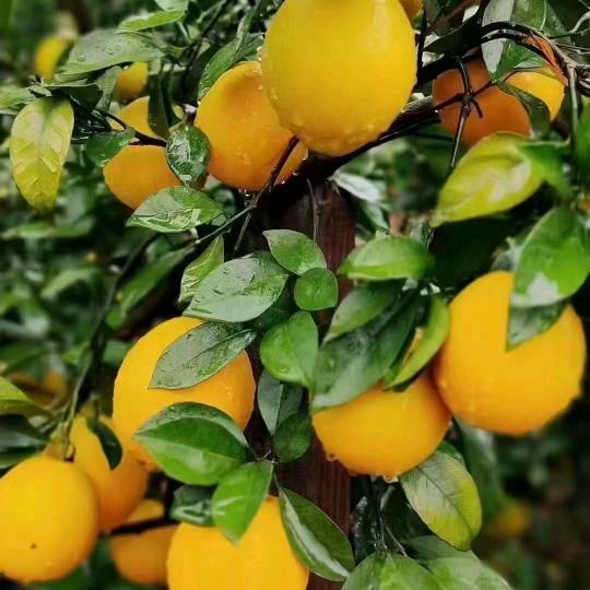 壬田镇柏坑村兄弟果业