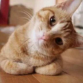 小猫派