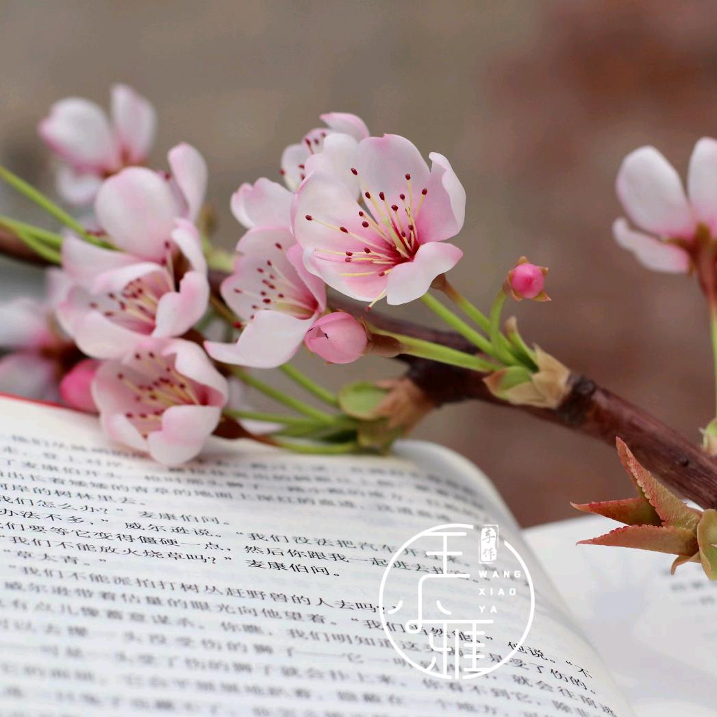 王小雅粘土（有课）~福爪粘花堂🌸