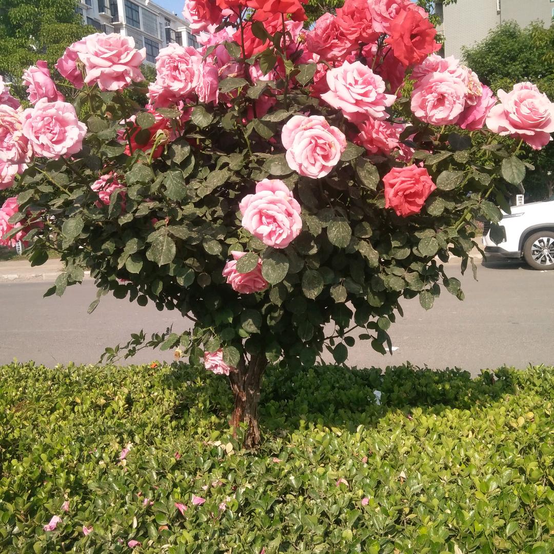 顺其自然