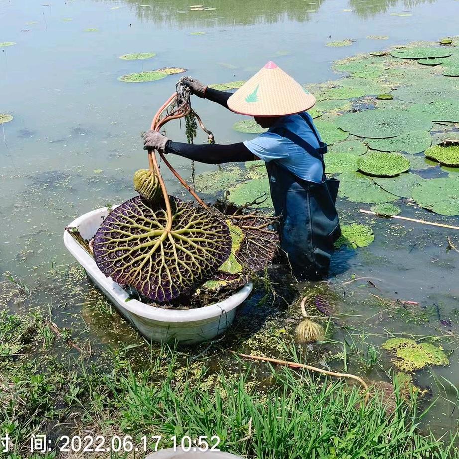 全椒县阿莲喜庆用品批发部
