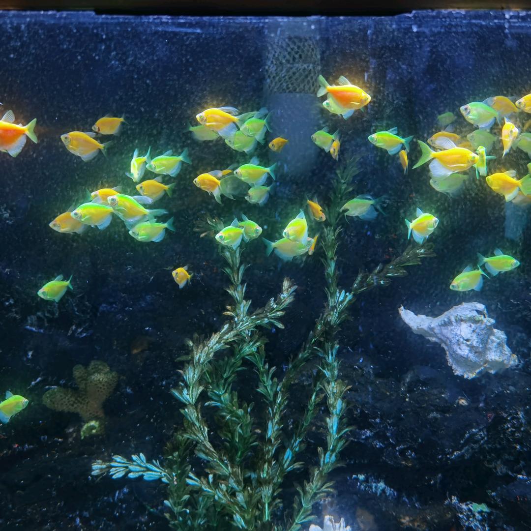 红鲤鱼与绿鲤鱼与驴钓鱼