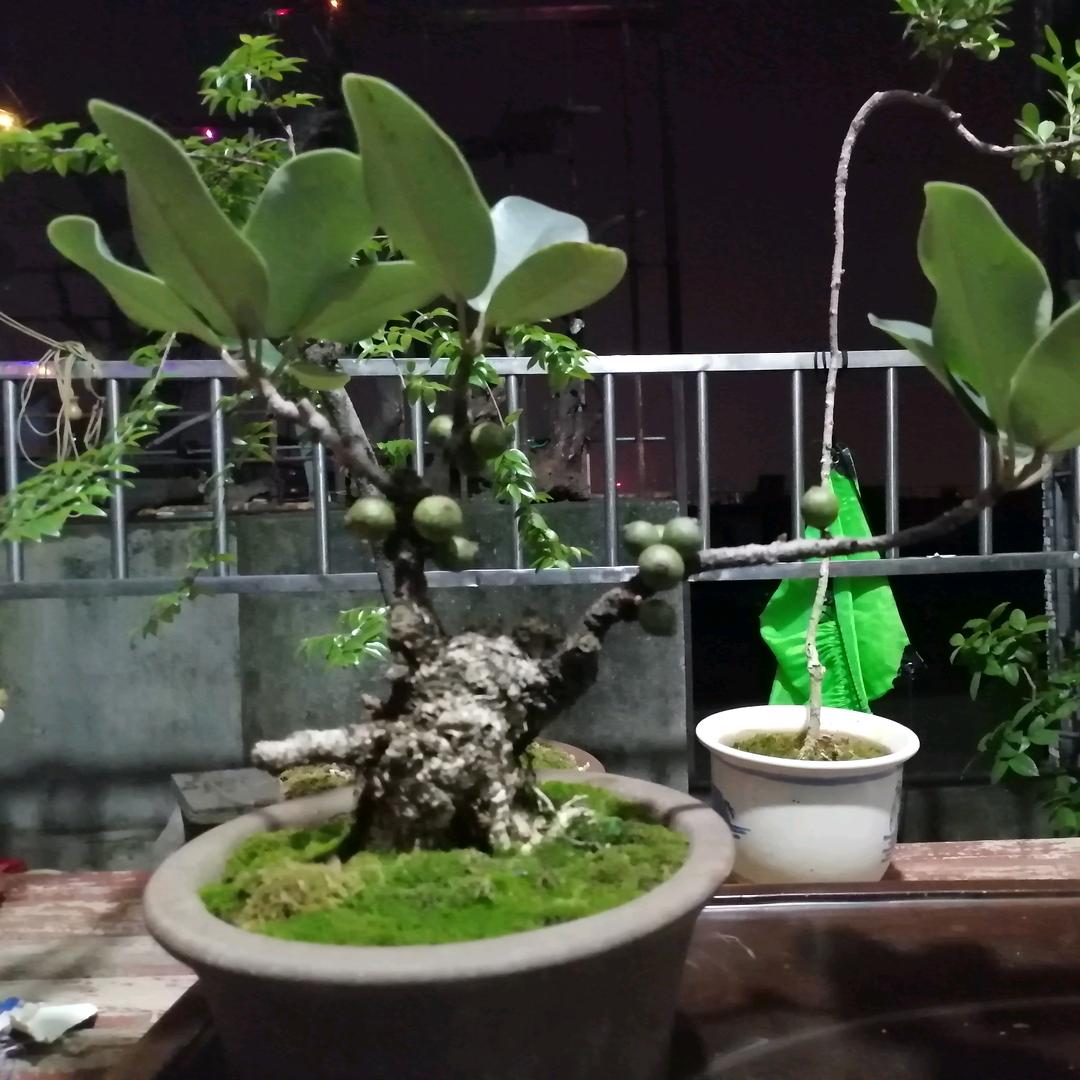 江城小园