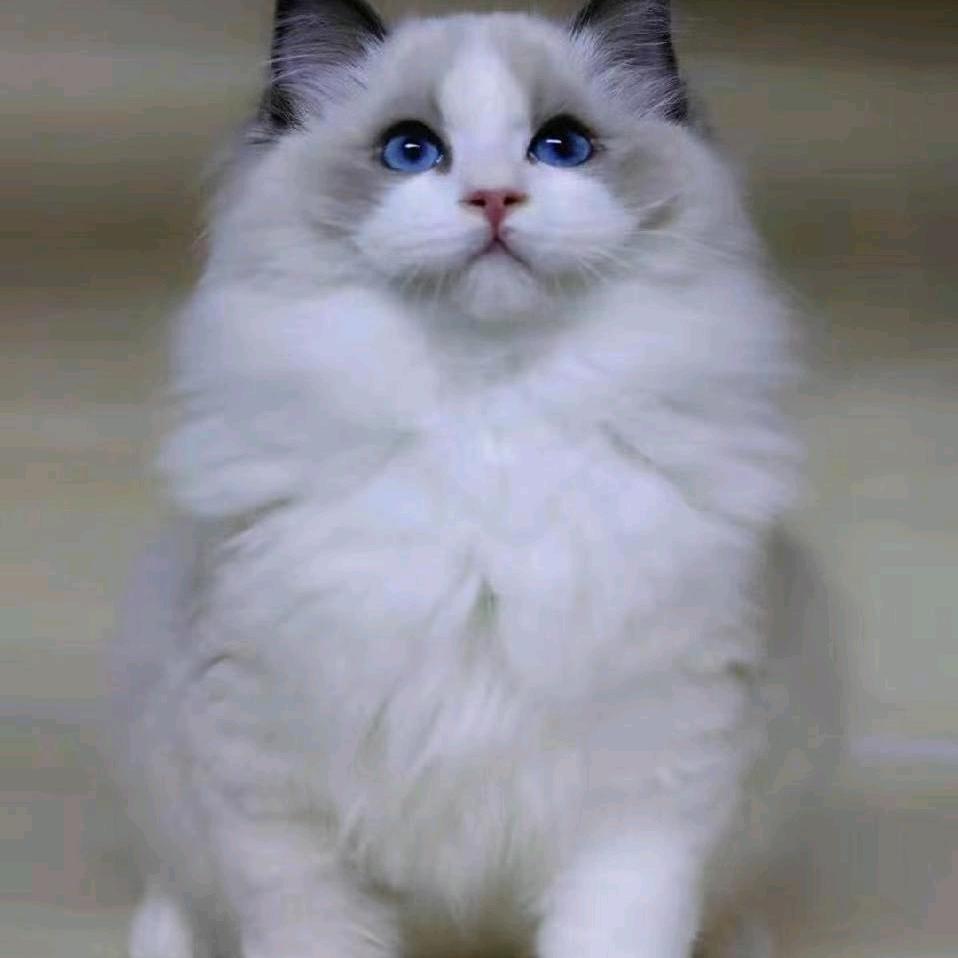 佳～