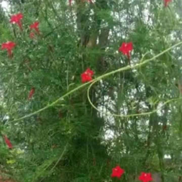简单