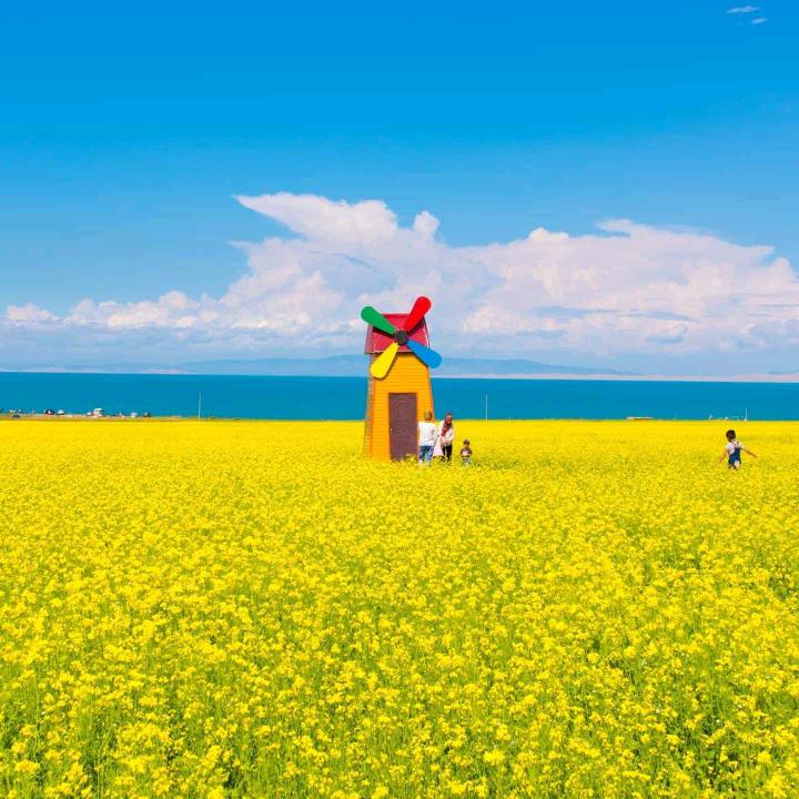 雨中的花朵
