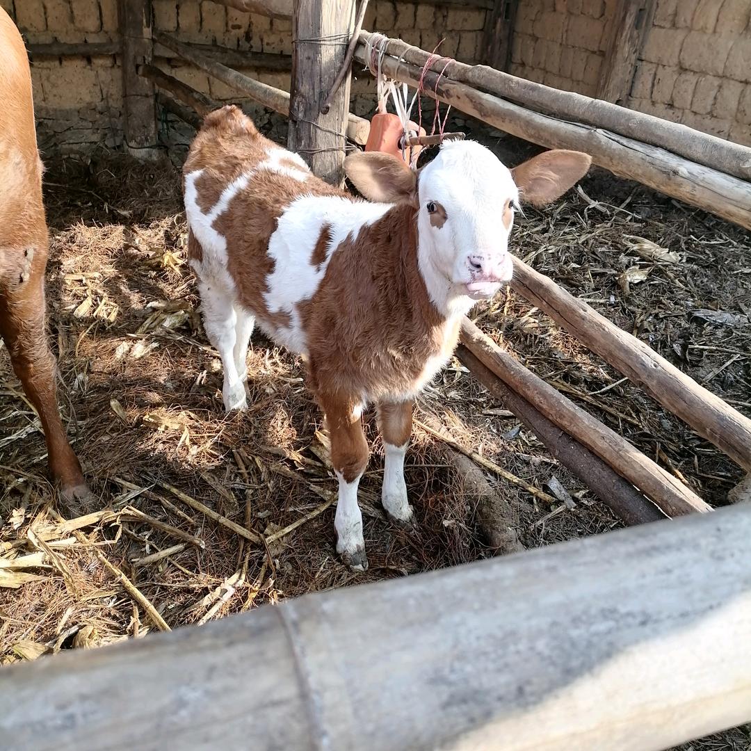 梦里梦见，梦不见的