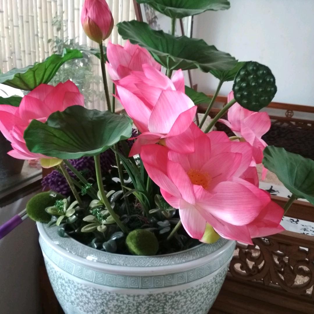 小蜜蜂