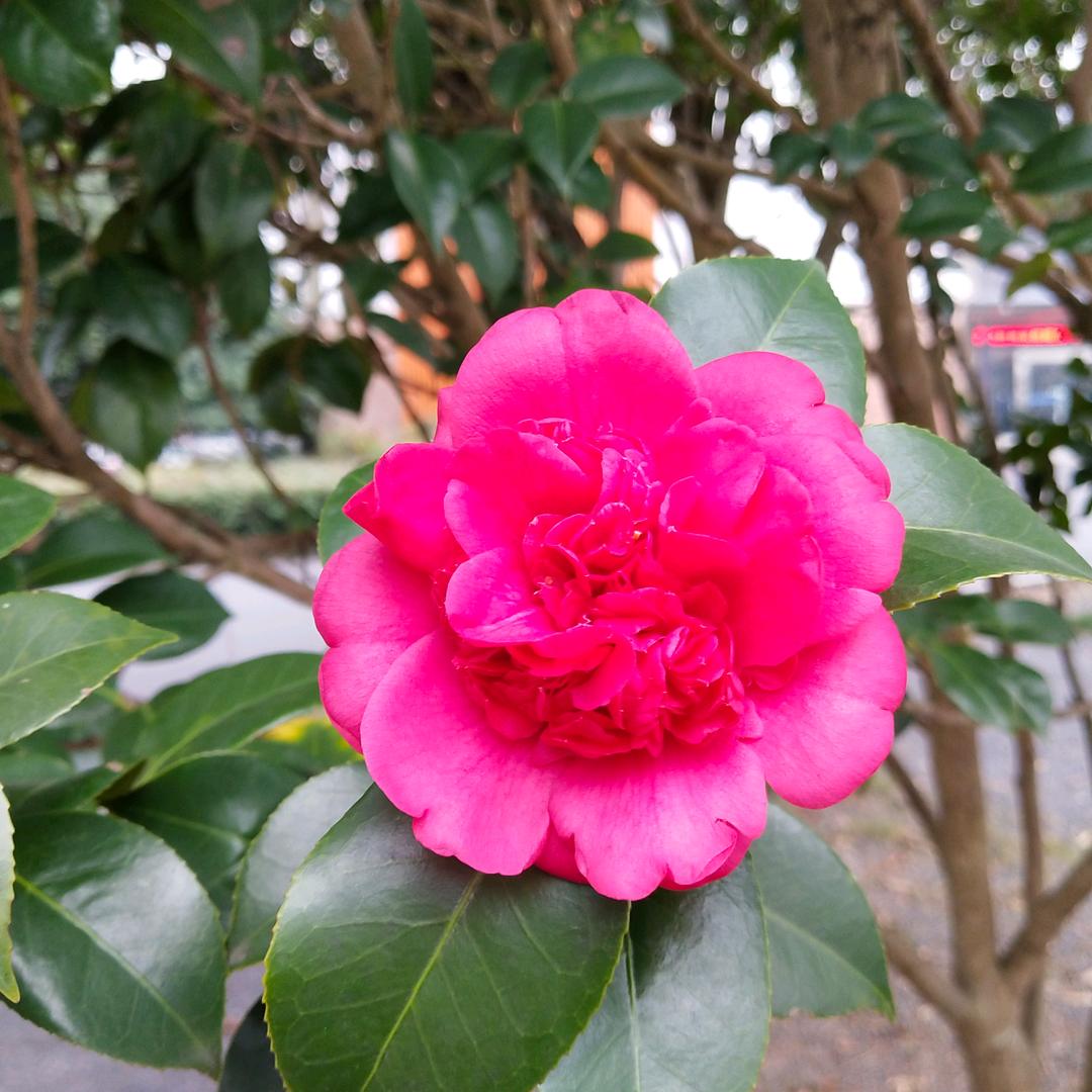 🌈我心向阳
