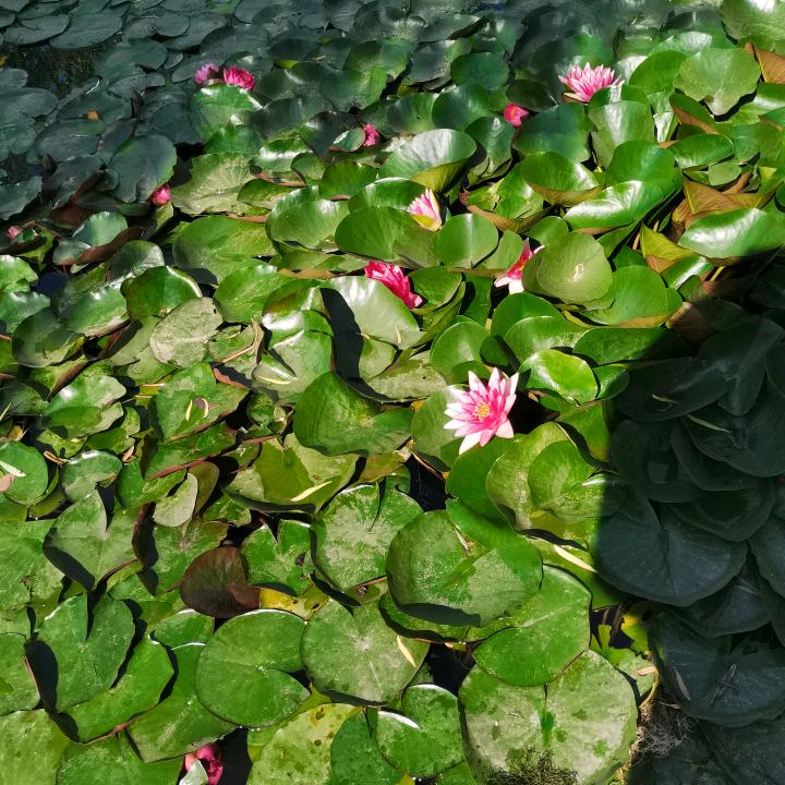 小小