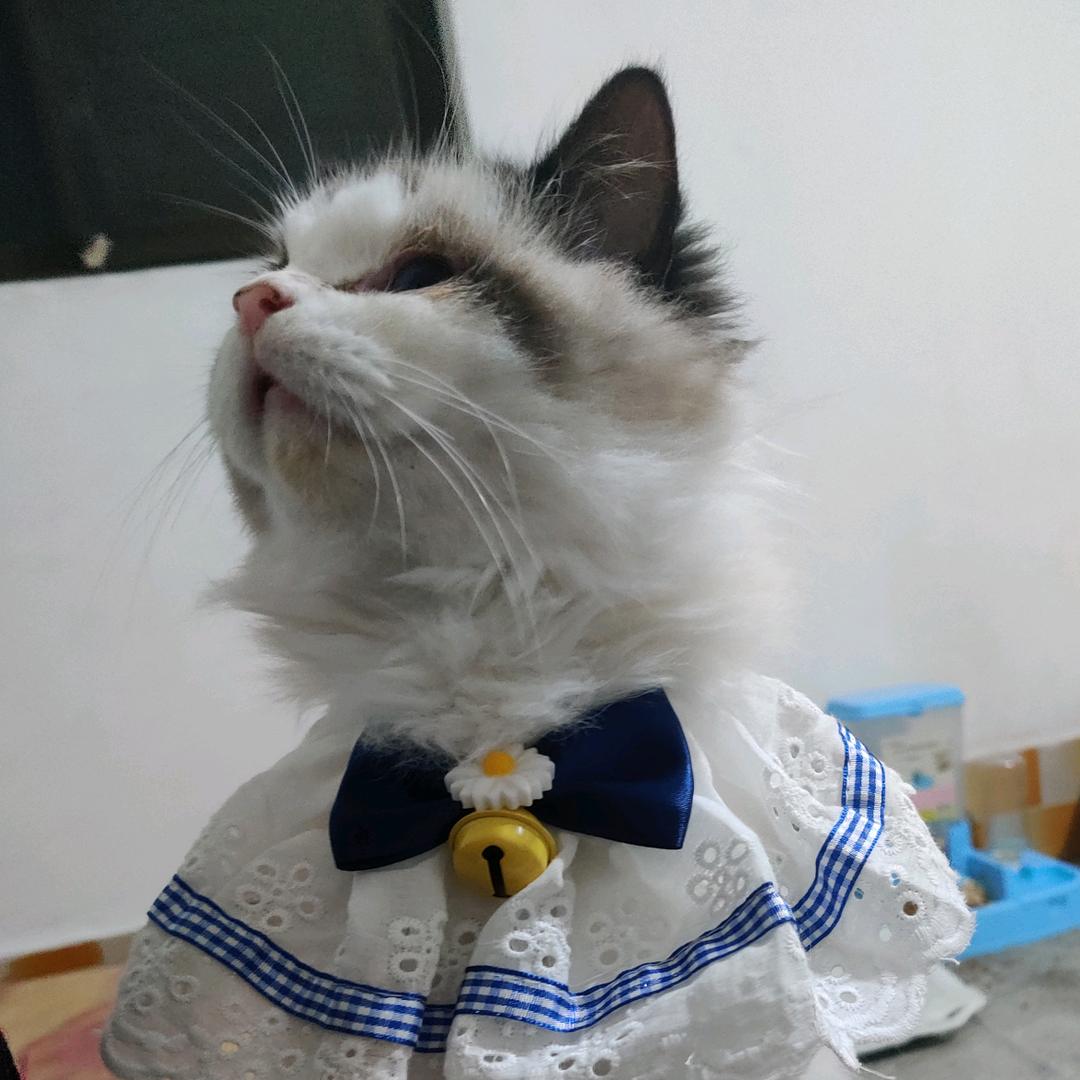 有喵摄摄影工作室官方号