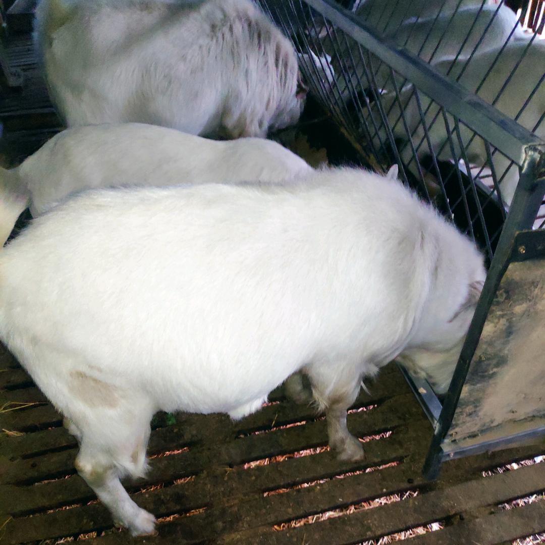 鸿运白山羊养殖场