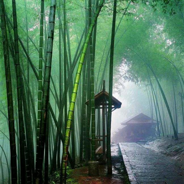 竹林居士