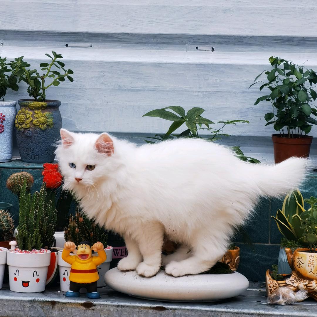 一夕的猫咪花园