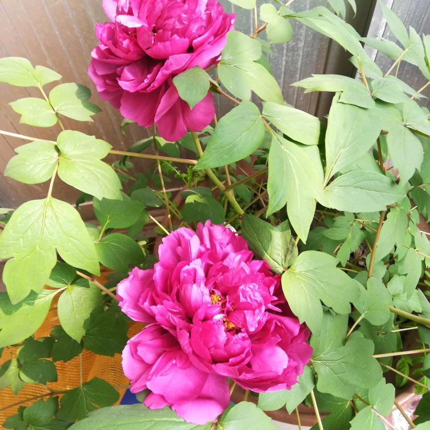 鑫玮