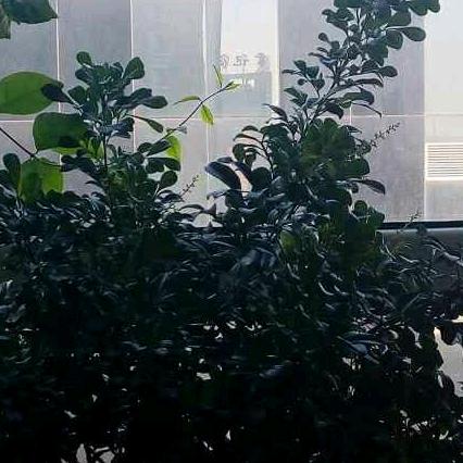 美丽