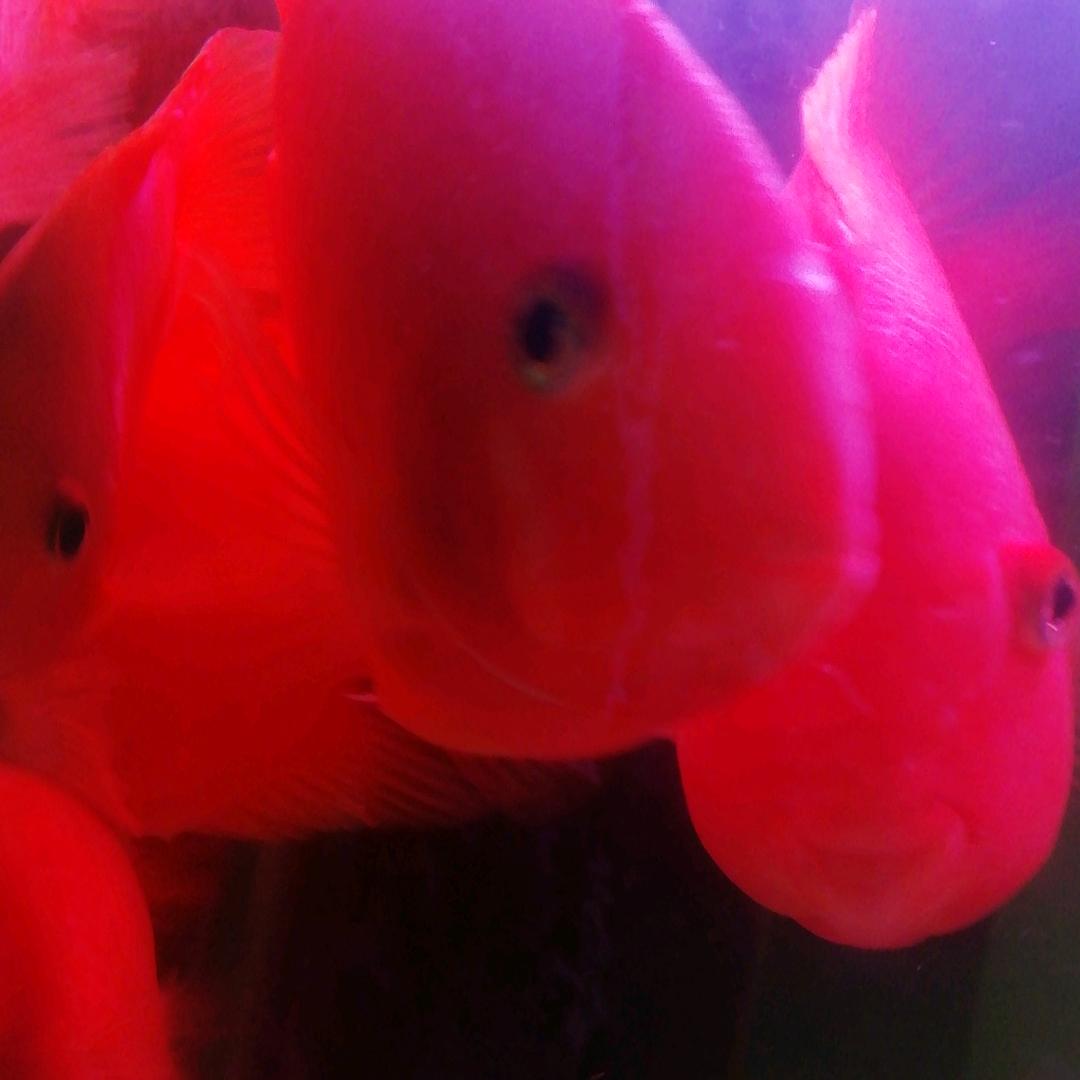 用户9053822149712，鹦鹉鱼