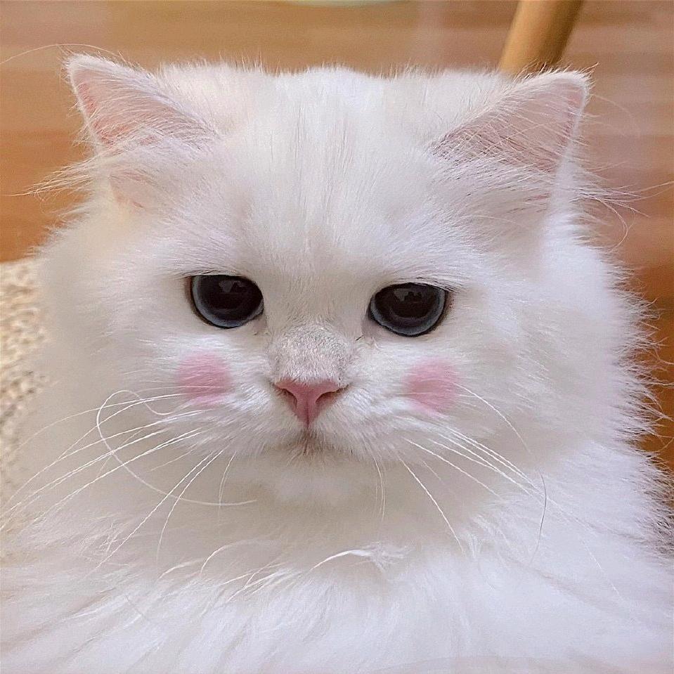 特仑苏㊕