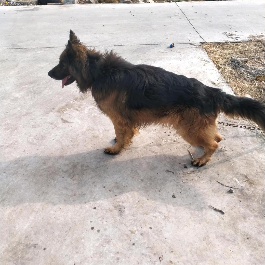 季如桥德牧犬舍