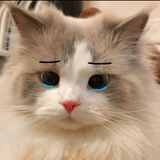 小狄