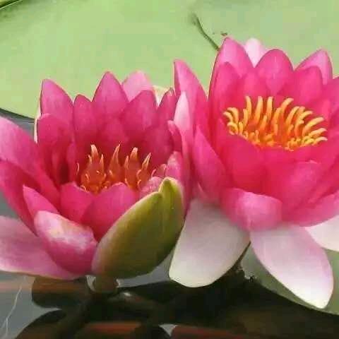 春之语同起源日用品