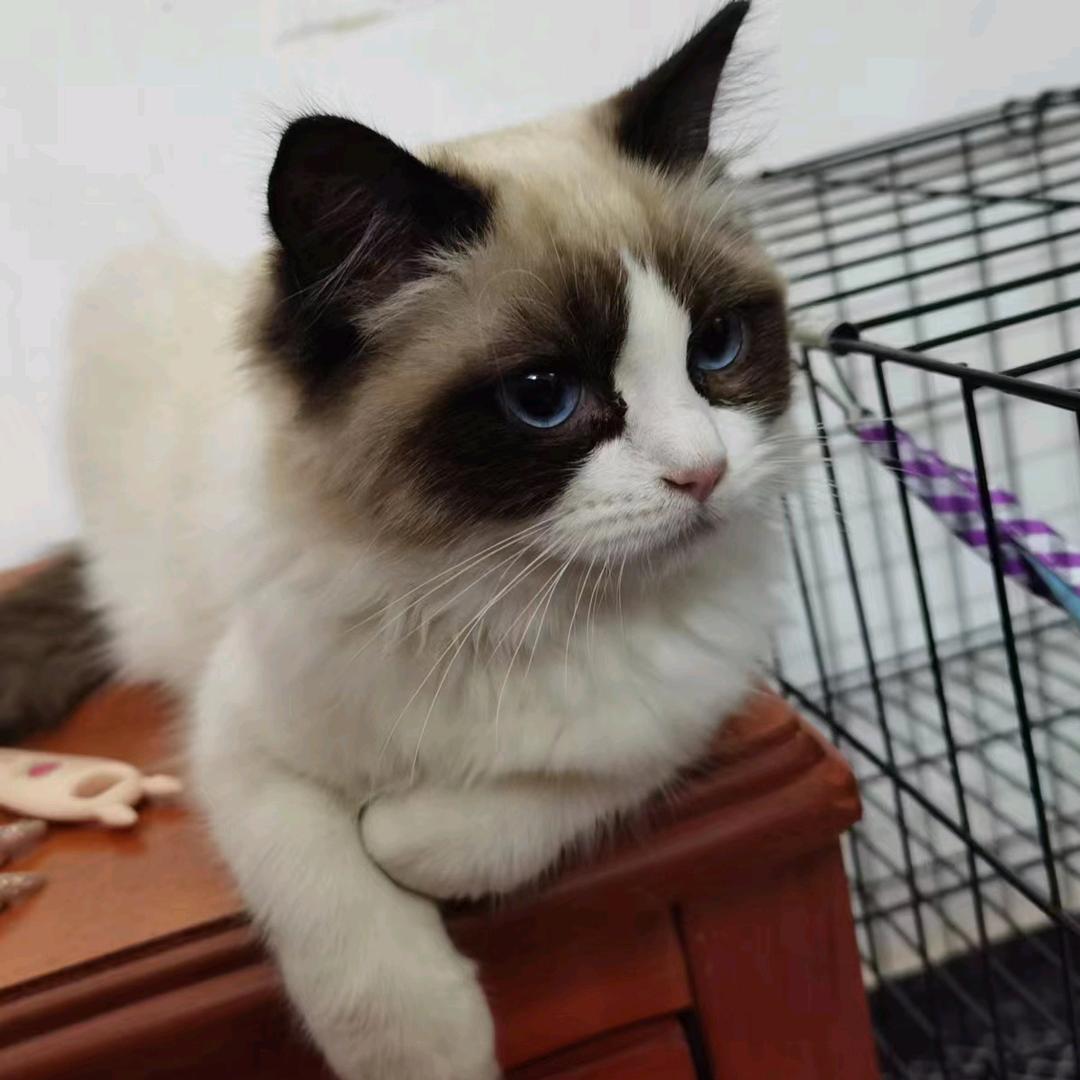 狂而不妄
