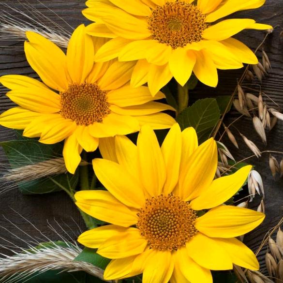 🌻风雨人生🌻