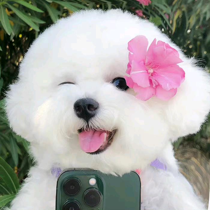 南风加糖