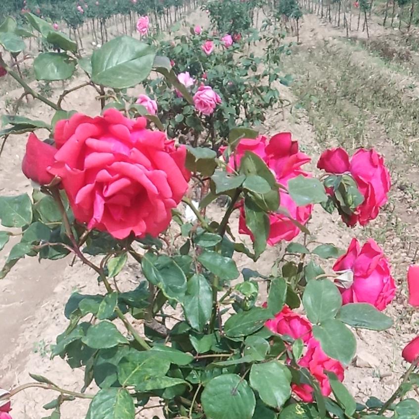 嵋阳月季大观园