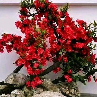 🌺🍃春暖花开🍃🌺