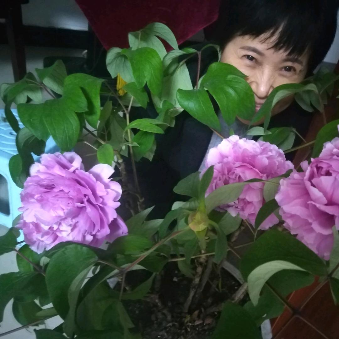 牡丹花开