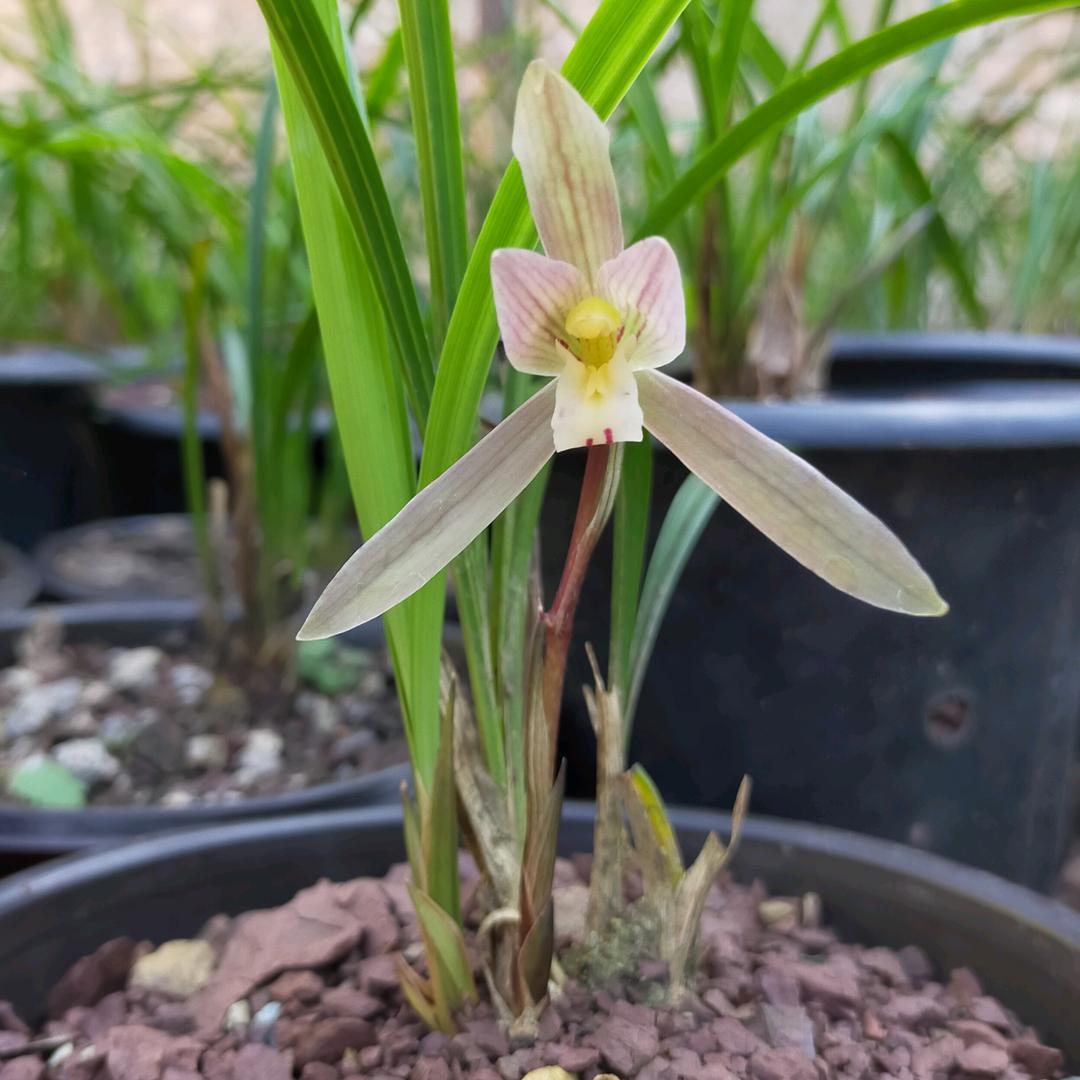 康雅花卉盆景种植经营部🌹熊猫🌹