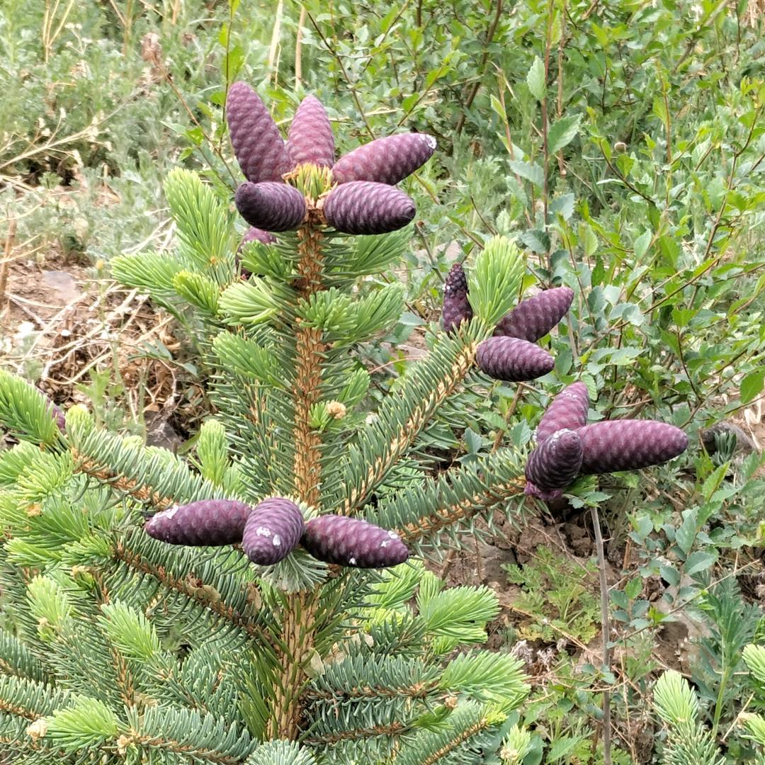 赤峰中药材种植