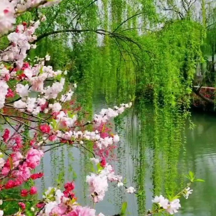 青松一棵🍀