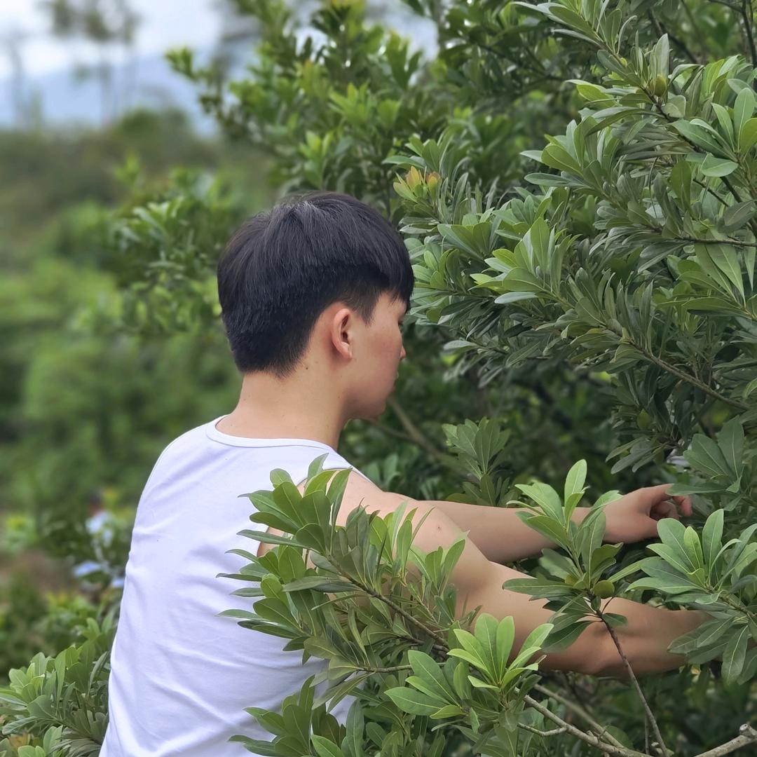 彬彬有礼仙居杨梅