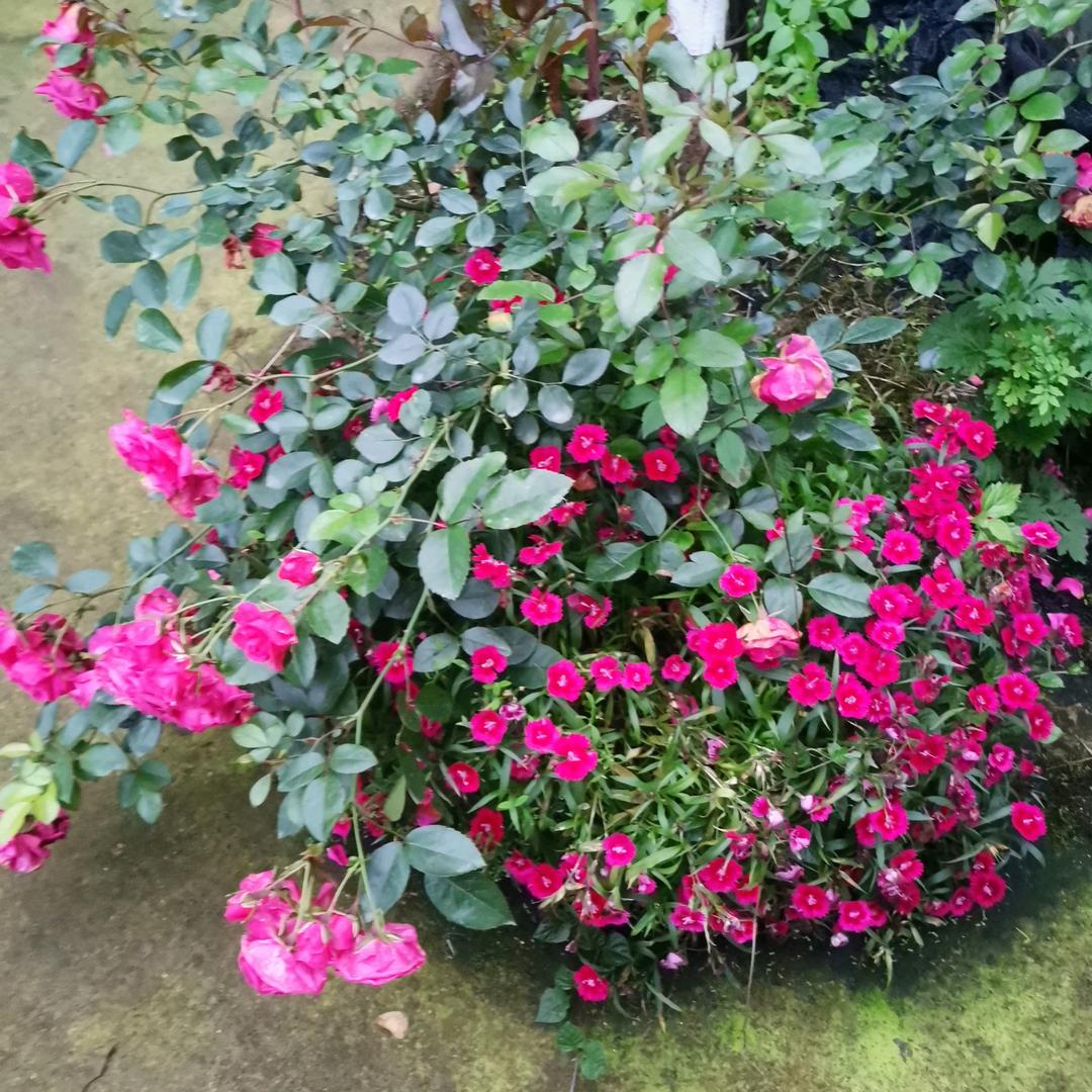 鹤语花香农庄