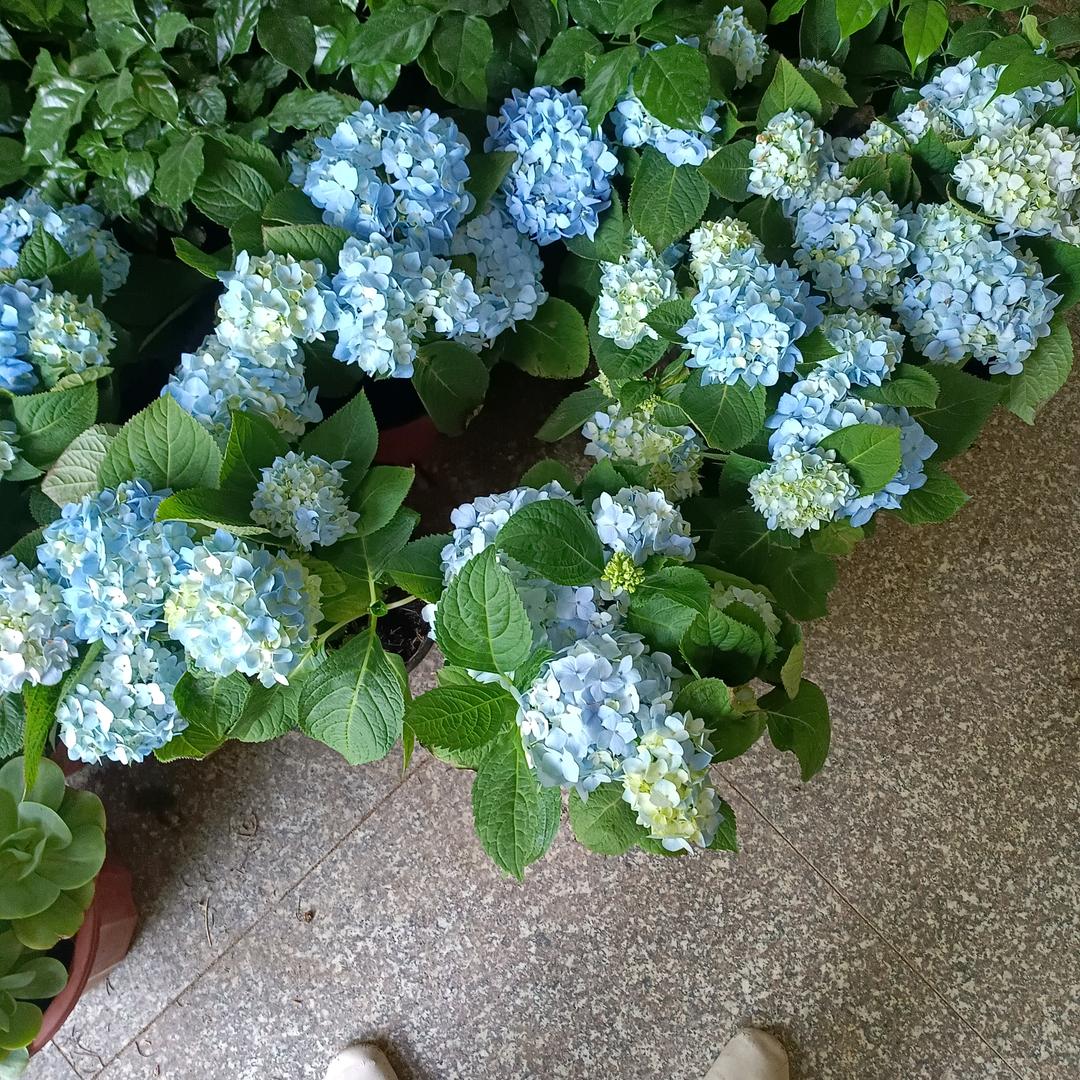 似玉