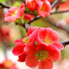 菊