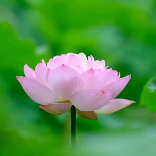 🌻紫气东来🌻