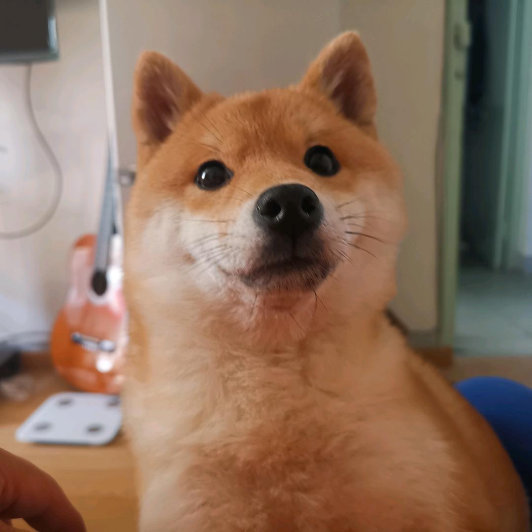 琪哥