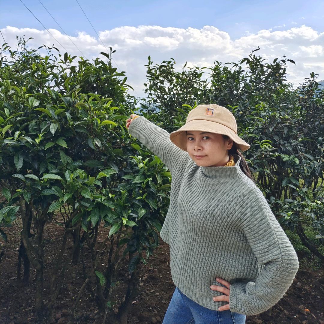 普洱茶姑