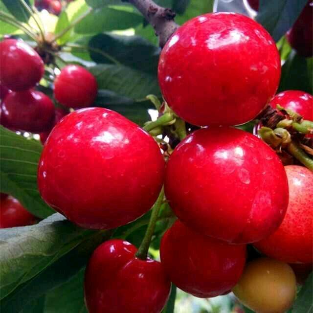 @北小段樱桃🍒园