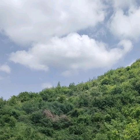 玉树京忆品香炒货