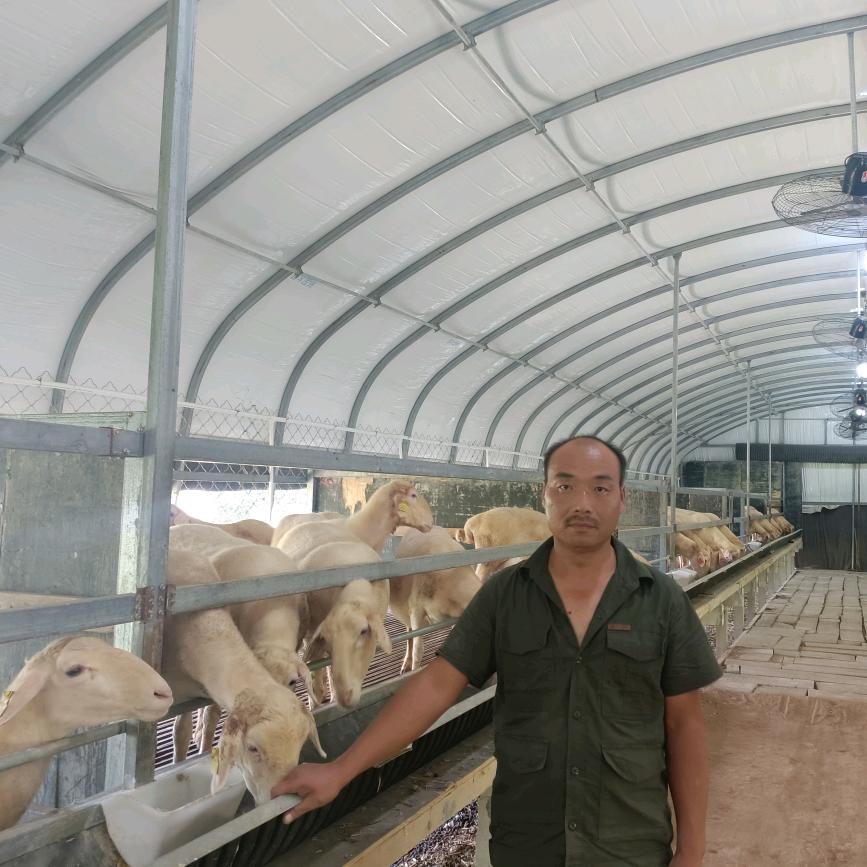 邯郸湖羊养殖繁育基地