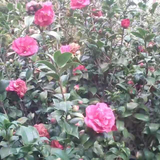 美珍
